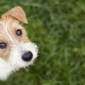 犬が『抱っこ』を要…