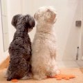 単身赴任していたお…