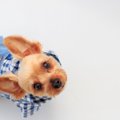 犬が『服を着たがら…