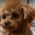 「行かないで…」飼い…