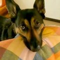 犬に買ってあげた『…
