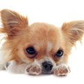 小型犬が人気犬種で…