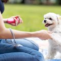 『忠誠心が高い犬』…