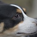 犬の『目線』でわか…