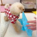 犬がオシッコをした…