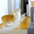 犬のお留守番を『隠…