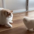 猫が勇気を出して子…