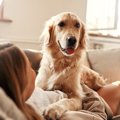 犬が『飼い主のこと…