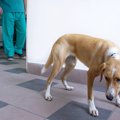 犬が飼い主に怯えて…