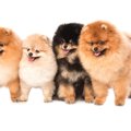 もふもふな犬はどん…