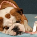 犬を『甘やかしすぎ…