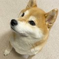 犬の1日の過ごし方を…