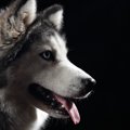 『イケメンすぎる犬…