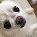 チワワを飼育する上…