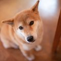 犬がフードを完食し…