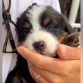 3キロだった超大型犬…