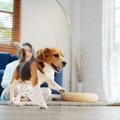 室内犬にしてはいけ…