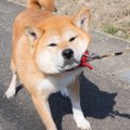 柴犬特有の『柴距離…