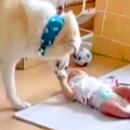 赤ちゃんに近づく超…