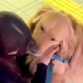 大型犬と家族が『2週…