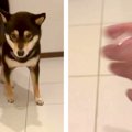 犬を呼んでも来ない…