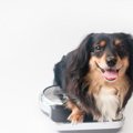 愛犬の太りすぎ・痩…