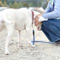 犬が人に『頭突き』…