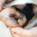 犬の耳掃除におけるN…