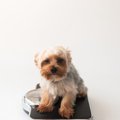 犬の平均体重を知ろ…