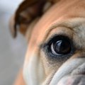 犬にも『嫌いな色』…