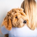 犬がする『凹んでい…