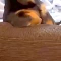 姉の家に遊びに行っ…