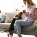 犬が飼い主におしゃ…