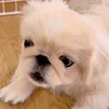 夏休み、リコーダー…