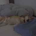 飼い主の寝床を奪っ…