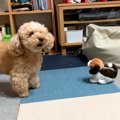 ２匹の犬に『動く犬…