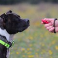犬のしつけでは何秒…
