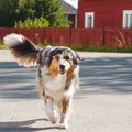 犬が尻尾をブンブン…