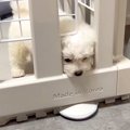 赤ちゃん犬を飼った…