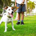 犬の飼い主さんがよ…