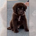 散歩中に突然お座り…