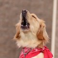 犬が無駄吠えするよ…