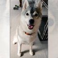 犬と暮らしてみなき…