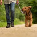犬の散歩の頻度って…