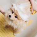 犬に『人間用シャン…