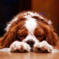 犬の『満腹サイン』…