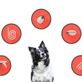 犬鉤虫が駆虫薬に対…