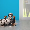 犬のお留守番で『絶…