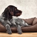 犬が『不快に感じる…