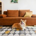 犬がいる部屋に置い…
